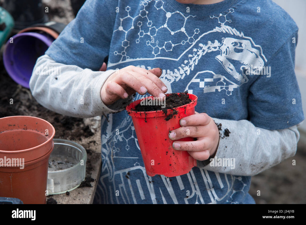 Un bambino di sei anni ragazzo lavora in una serra e piantare semi, Chipping, Lancashire. Foto Stock