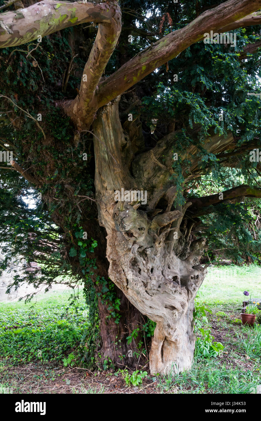 L'albero di Yew nel sagrato della chiesa di St James', raffreddamento, cresce fuori i resti di una vecchia struttura. Foto Stock