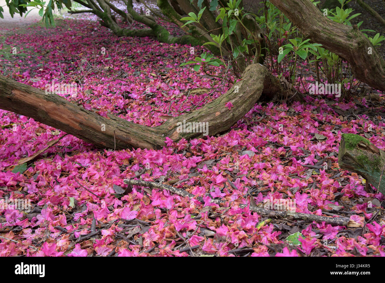 Caduti petali di rododendro oltre Alderley, Cheshire. Foto Stock