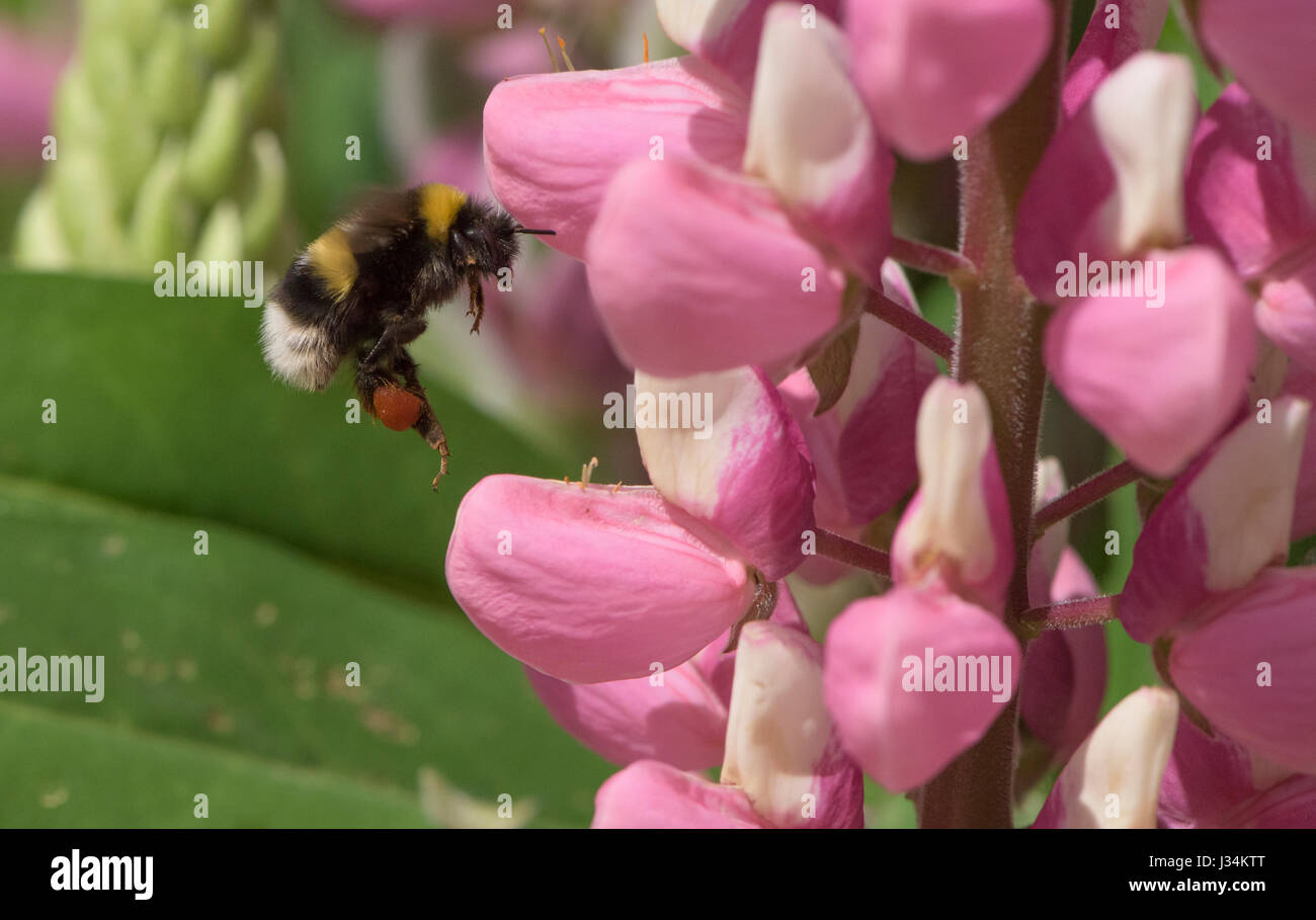 Bumblebee in un giardino, Chipping, Lancashire. Foto Stock