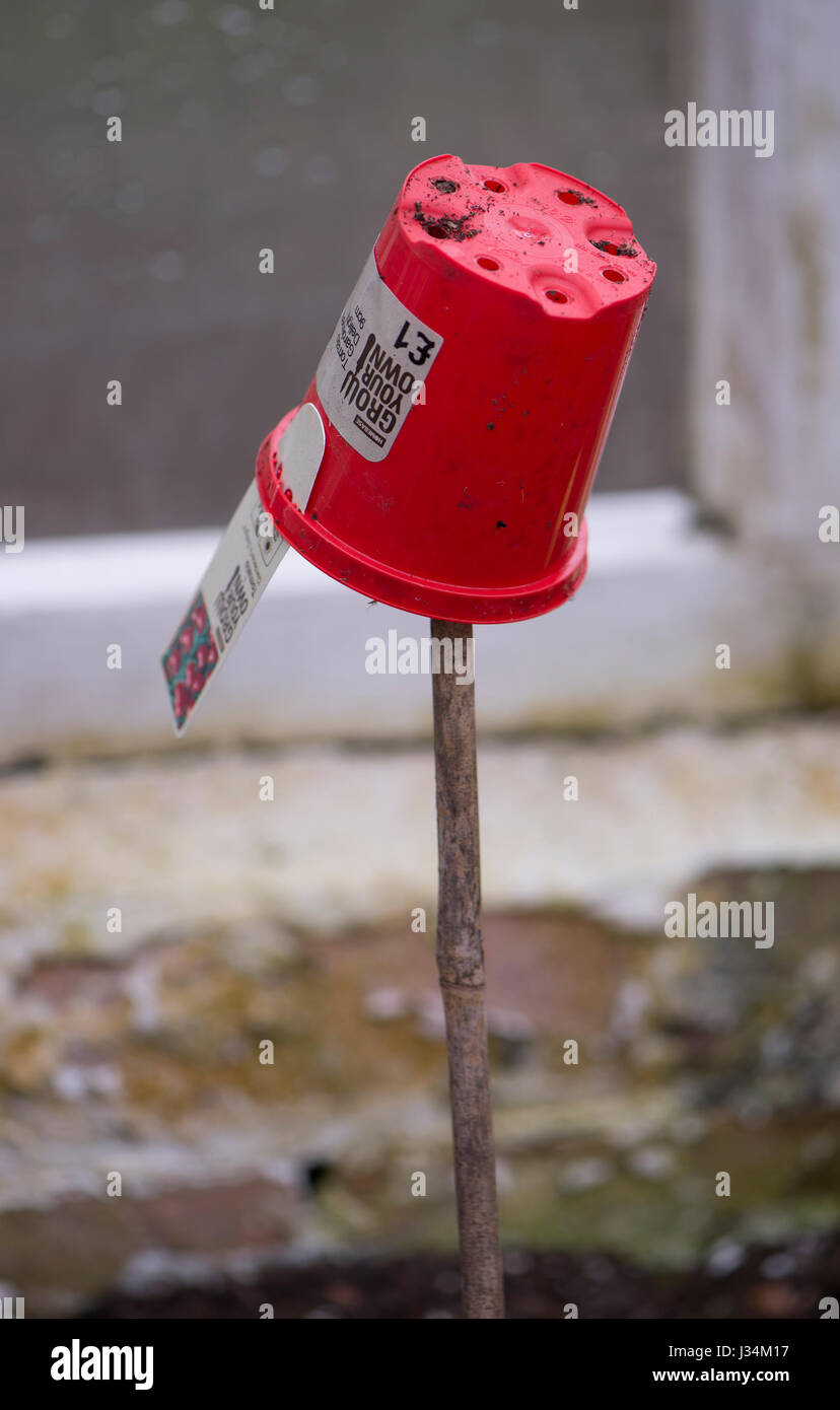 Pianta piccola pentola in cima a una canna in una serra per prevenire danni agli occhi. Foto Stock