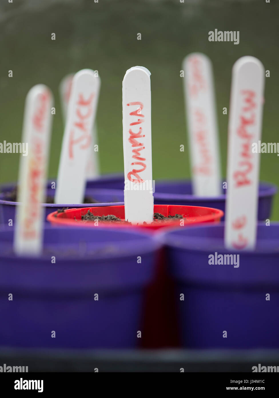 Vasi per piante con etichette in una serra, Chipping, Lancashire. Foto Stock
