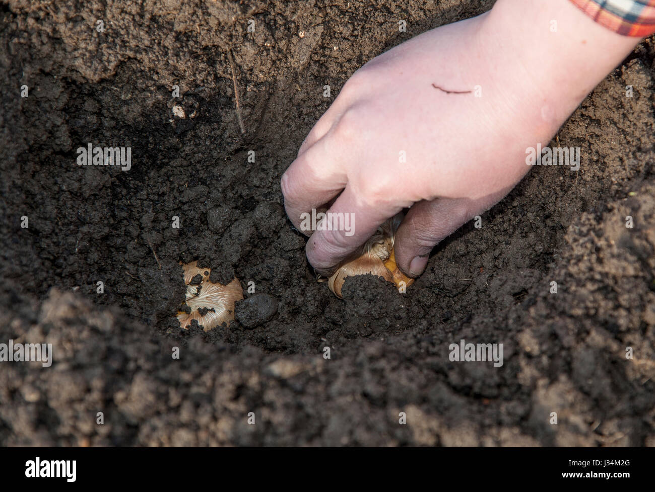 La piantagione stella verde Gladioli grandiflorus, Chipping, Lancashire. Foto Stock
