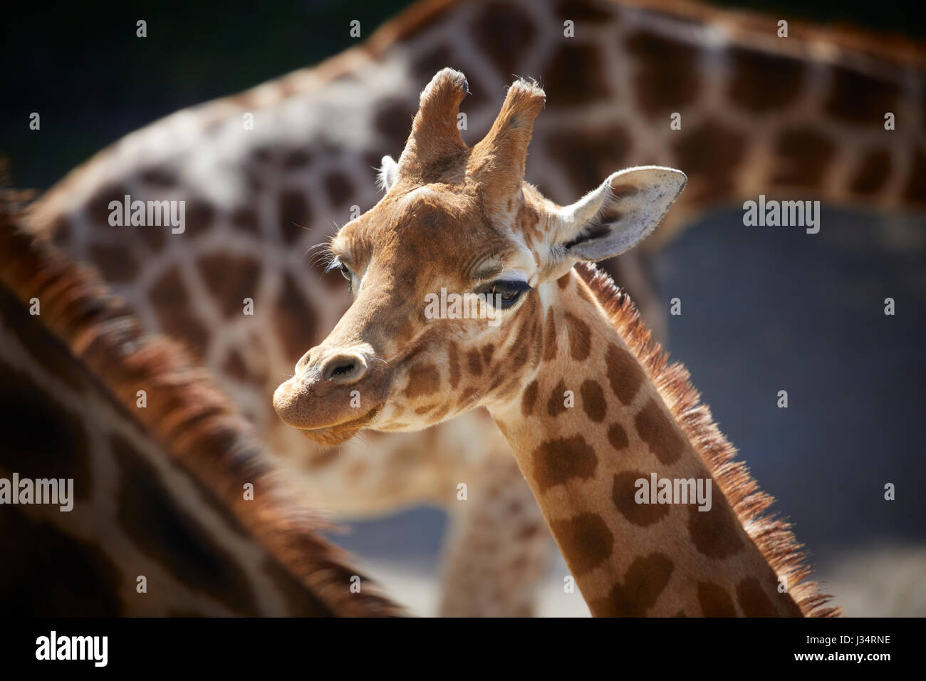 Giraffa presso Blackpool Zoo Foto Stock