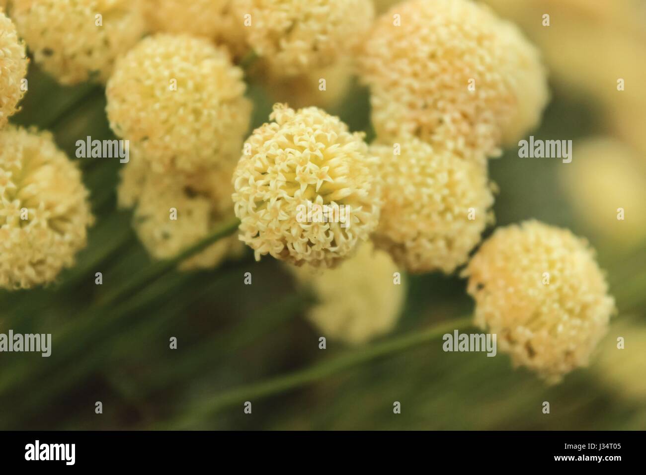 Minuscoli fiori gialli in forma sferica Foto Stock