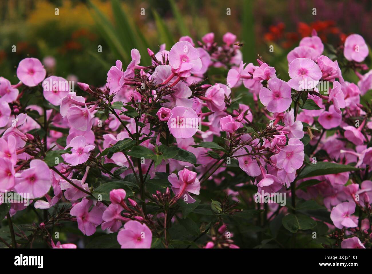 Piccoli fiori di colore rosa in una boccola con altri fiori in background Foto Stock