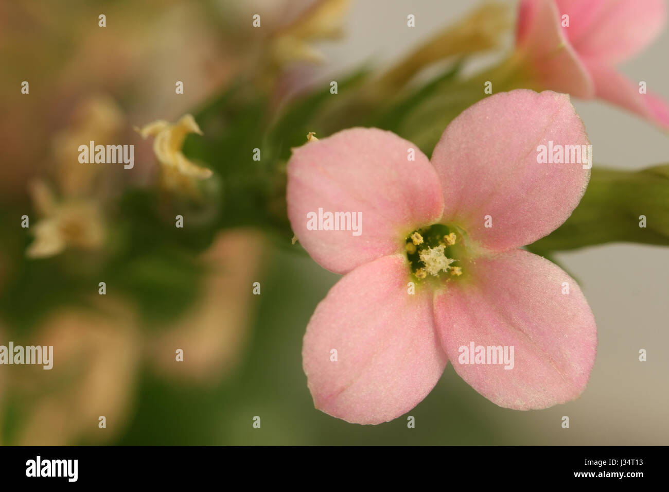 Immagine ravvicinata di rosa piccolo fiore in un impianto con altri fiori secchi Foto Stock