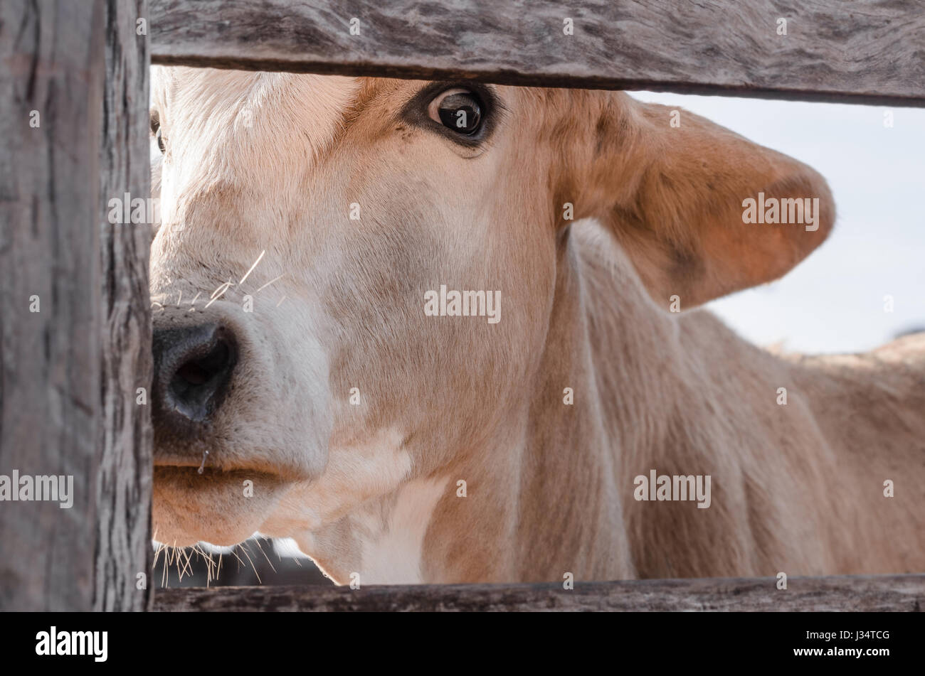 Mucca cercando sospettoso attraverso la recinzione del corral. Foto Stock