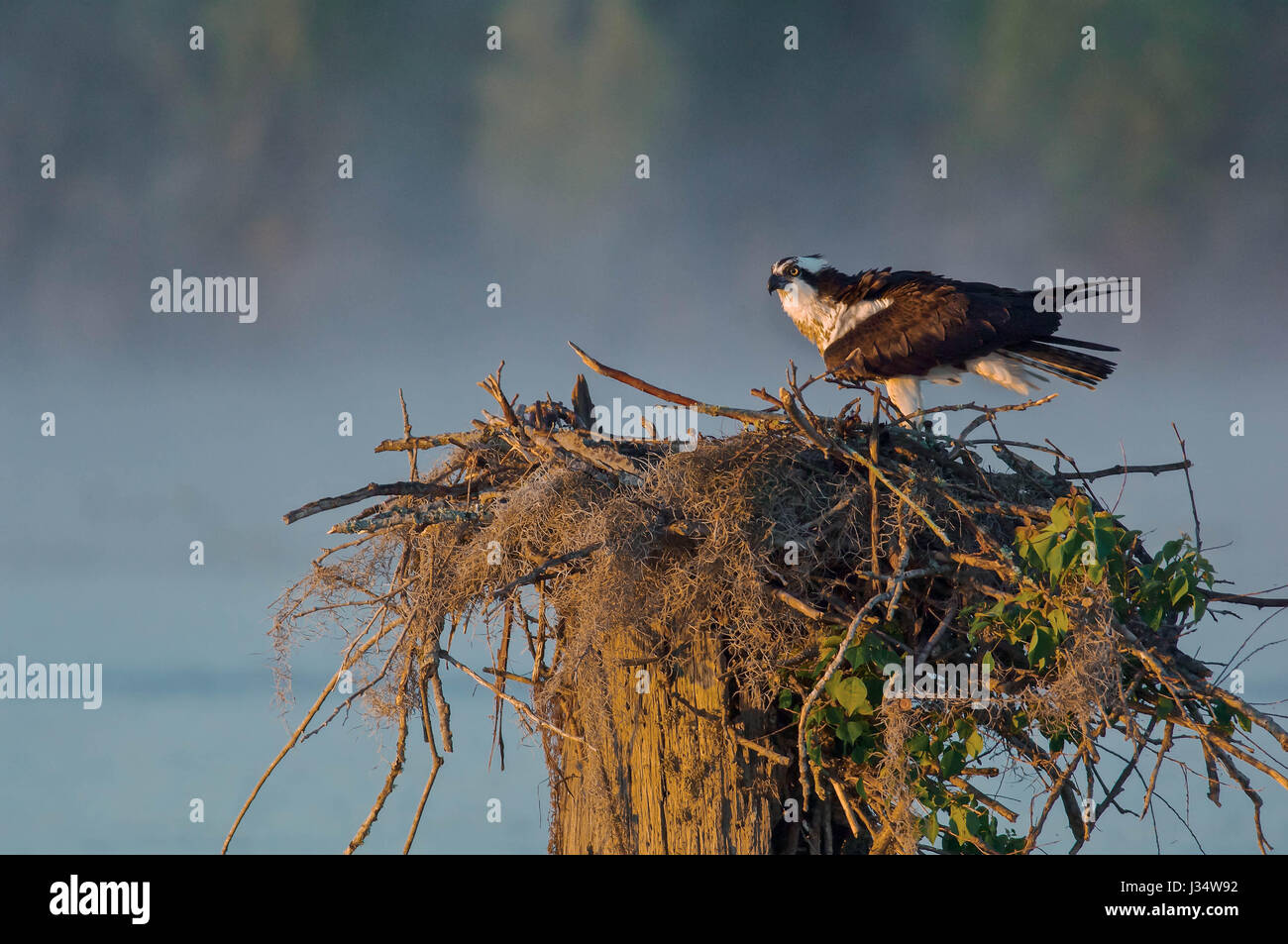 Osprey su di esso's Nest nel bacino Atchafalaya Foto Stock