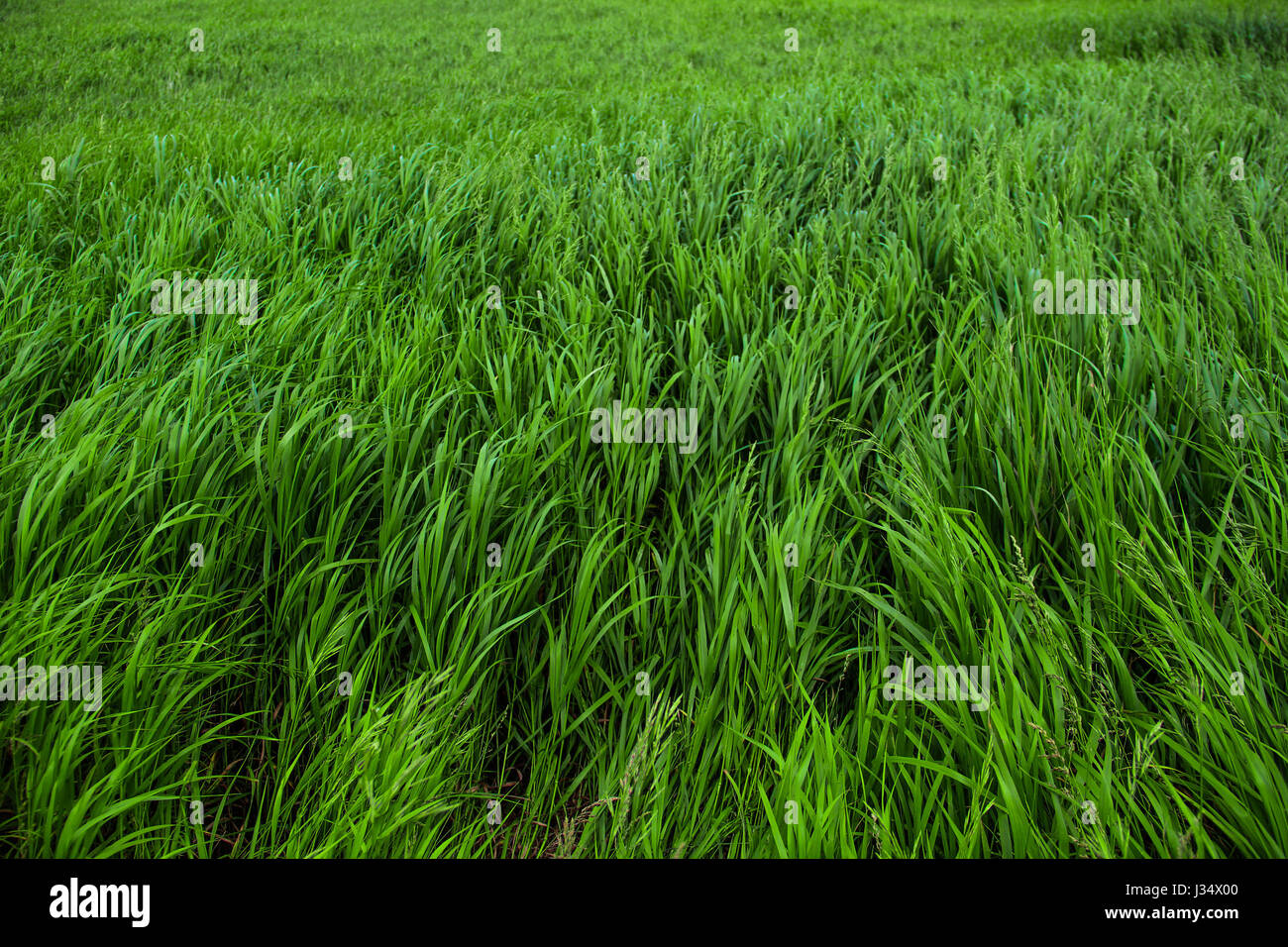 Verde sfondo erba, mondo naturale Foto Stock