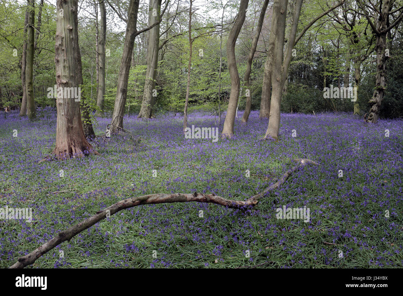 Tappeto Bluebells un suolo della foresta nel Buckinghamshire, UK. Foto Stock