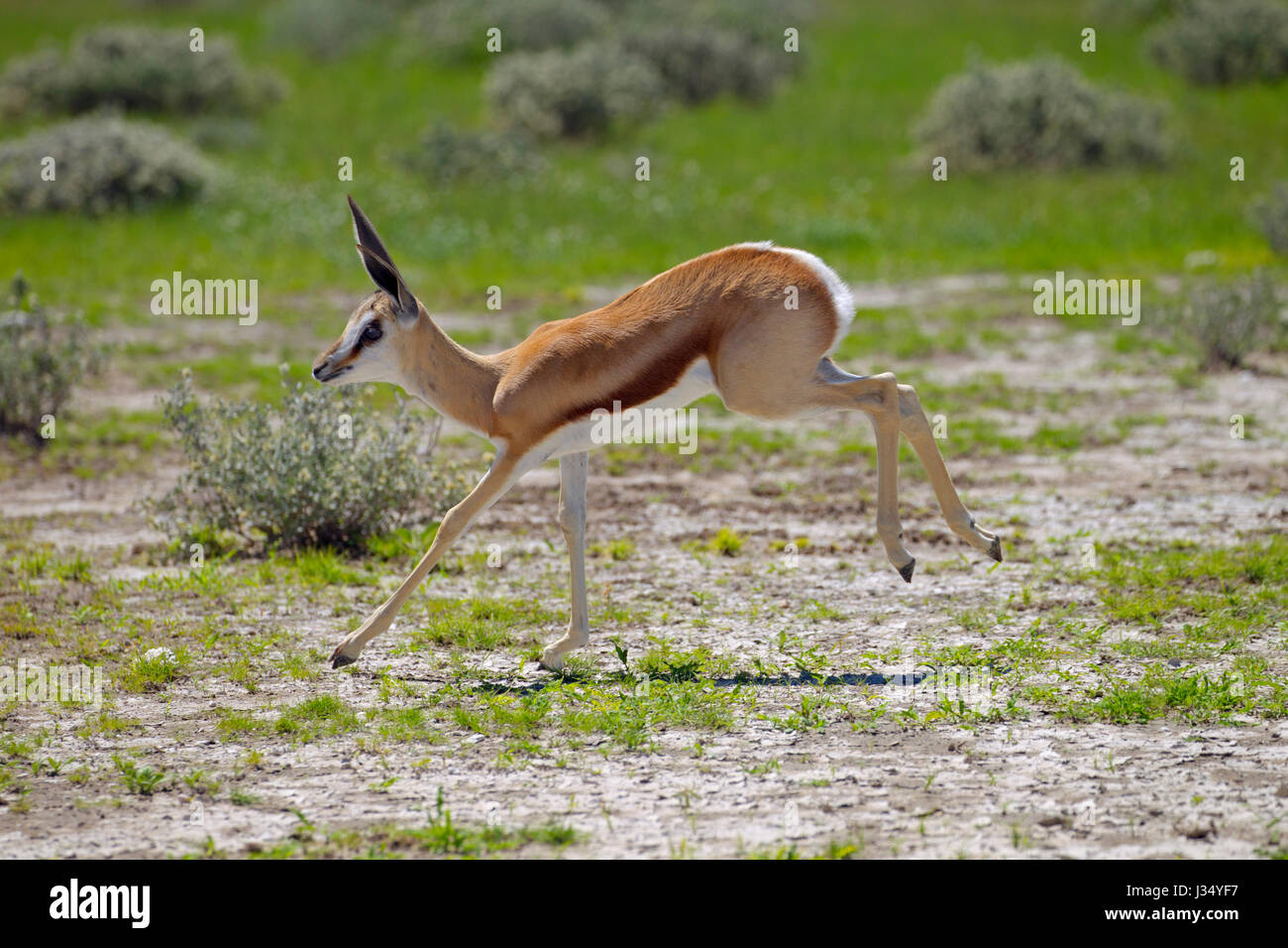 Springbok Antidorcas marsupialis ( springbok è l'animale nazionale del Sud Africa) Foto Stock