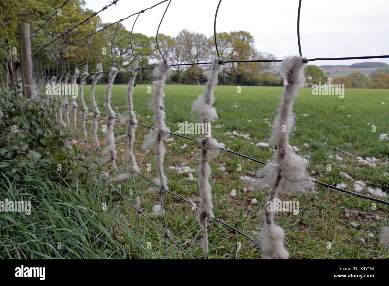 Lana di pecora su un filo metallico contro la recinzione che le pecore sono state sfregamento, Buckinghamshire, UK. Foto Stock