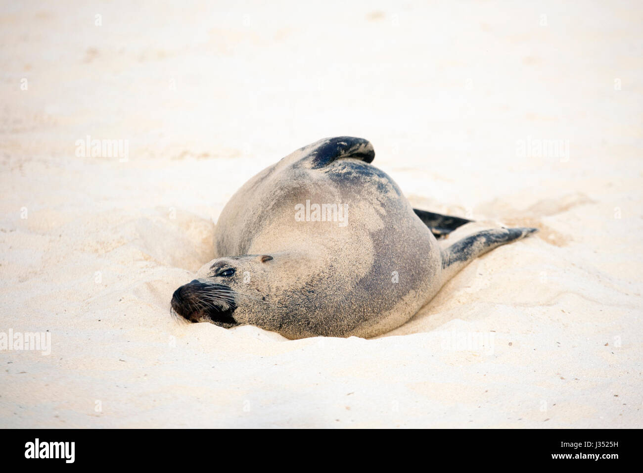 Leone marino Galapagos (Zalophus wollebaeki) coperto di sabbia, dormire sulla spiaggia Foto Stock