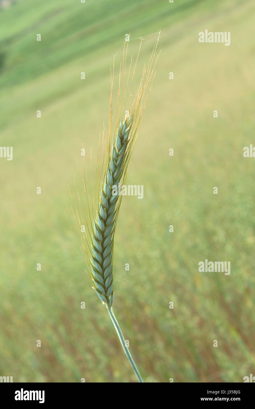 Bellissimo il ramo di grano da utilizzare come sfondo Foto Stock