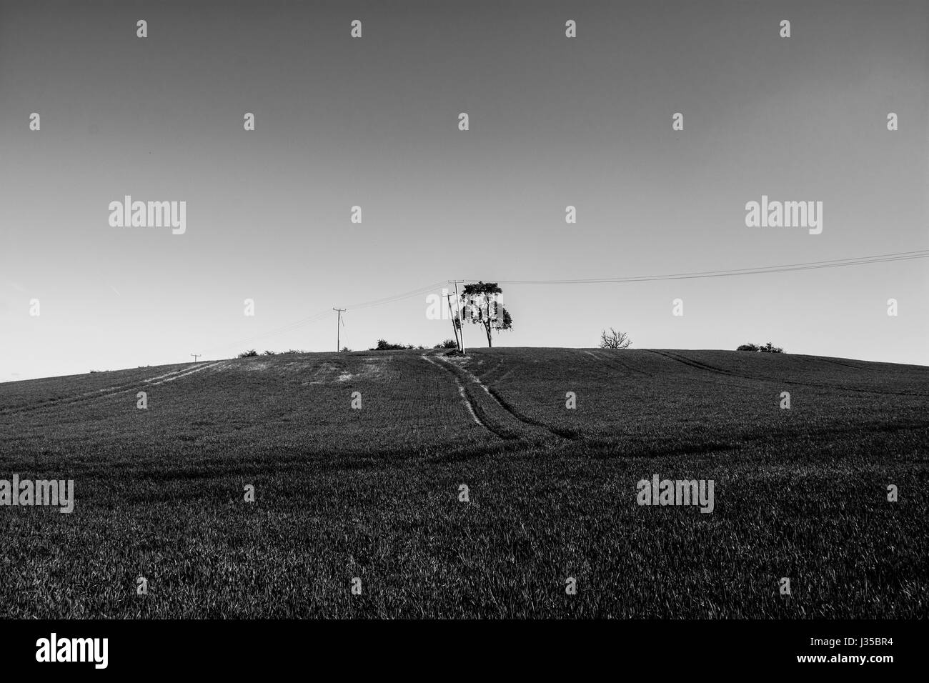 Uno lonely quercia su una collina nel cuore dell'Inghilterra. Un paesaggio agricolo, UK. Un campo di grano in primavera. Foto Stock