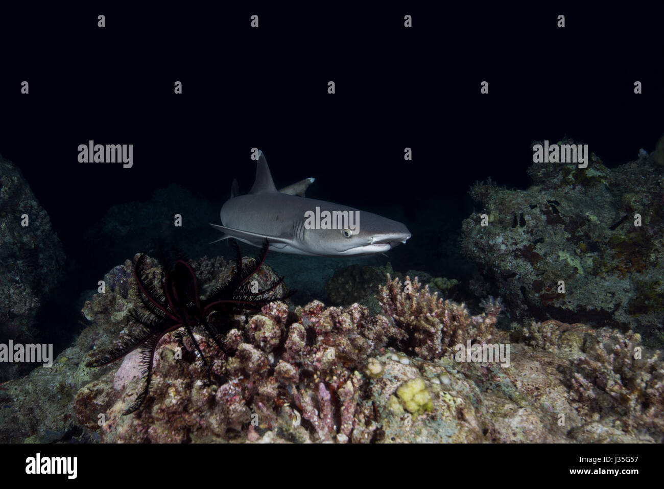 Oceano Indiano, Maldive. Xix Mar, 2017. Whitetip reef shark (Triaenodon obesus) nuotare sulla barriera corallina nella notte, Oceano Indiano, Maldive Credito: Andrey Nekrasov/ZUMA filo/ZUMAPRESS.com/Alamy Live News Foto Stock