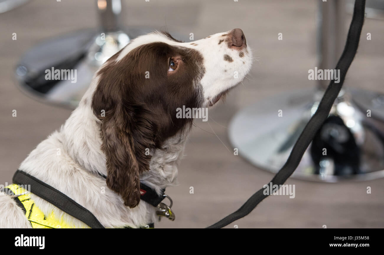 A Londra il 3 maggio 2017 esplosivo sniffer cane da RFA Servizi di sicurezza lavorando presso il contatore terrore Expo, Londra Credito: Ian Davidson/Alamy Live News Foto Stock