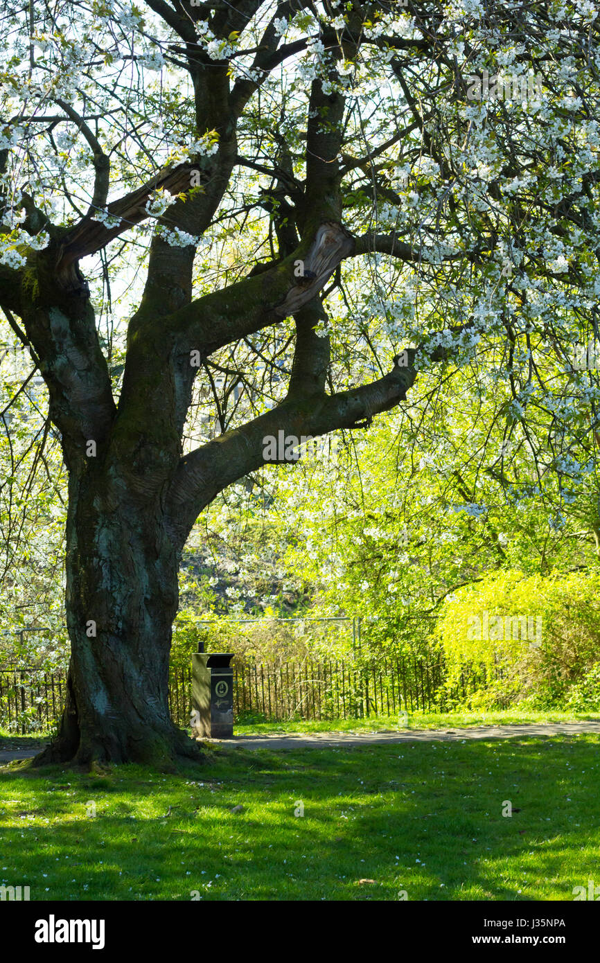 West End Park, Airdrie, North Lanarkshire, 03 maggio 2017, UK Meteo. Bellissimi alberi in fiore nelle prime ore del mattino di martedì. Credito: Malgorzata Larys/Alamy Live News Foto Stock