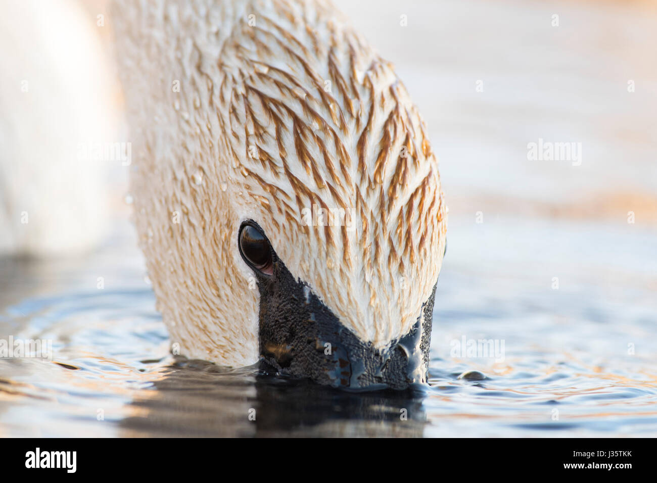 Wild Trumpeter Swans in Minnesota Foto Stock