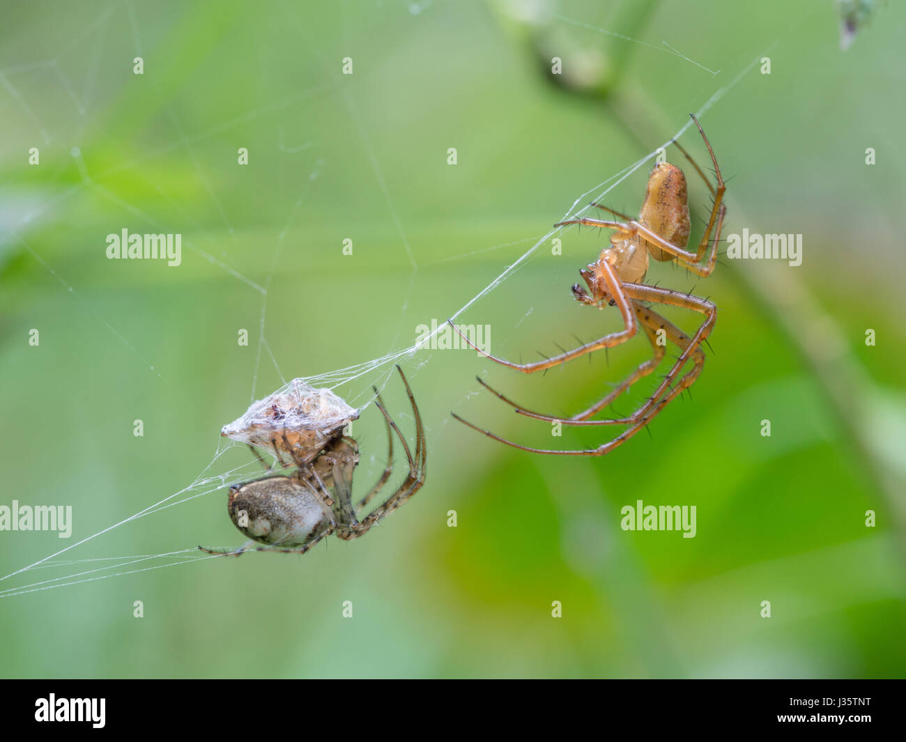Tetragnathid ragni, Metellina Foto Stock