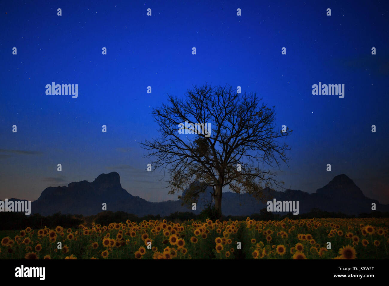 Notte photgraphy del campo di girasoli e secco ramo di albero contro star light sul cielo blu Foto Stock
