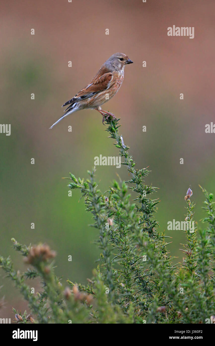 Maschio Linnet comune arroccato su gorse bush Foto Stock