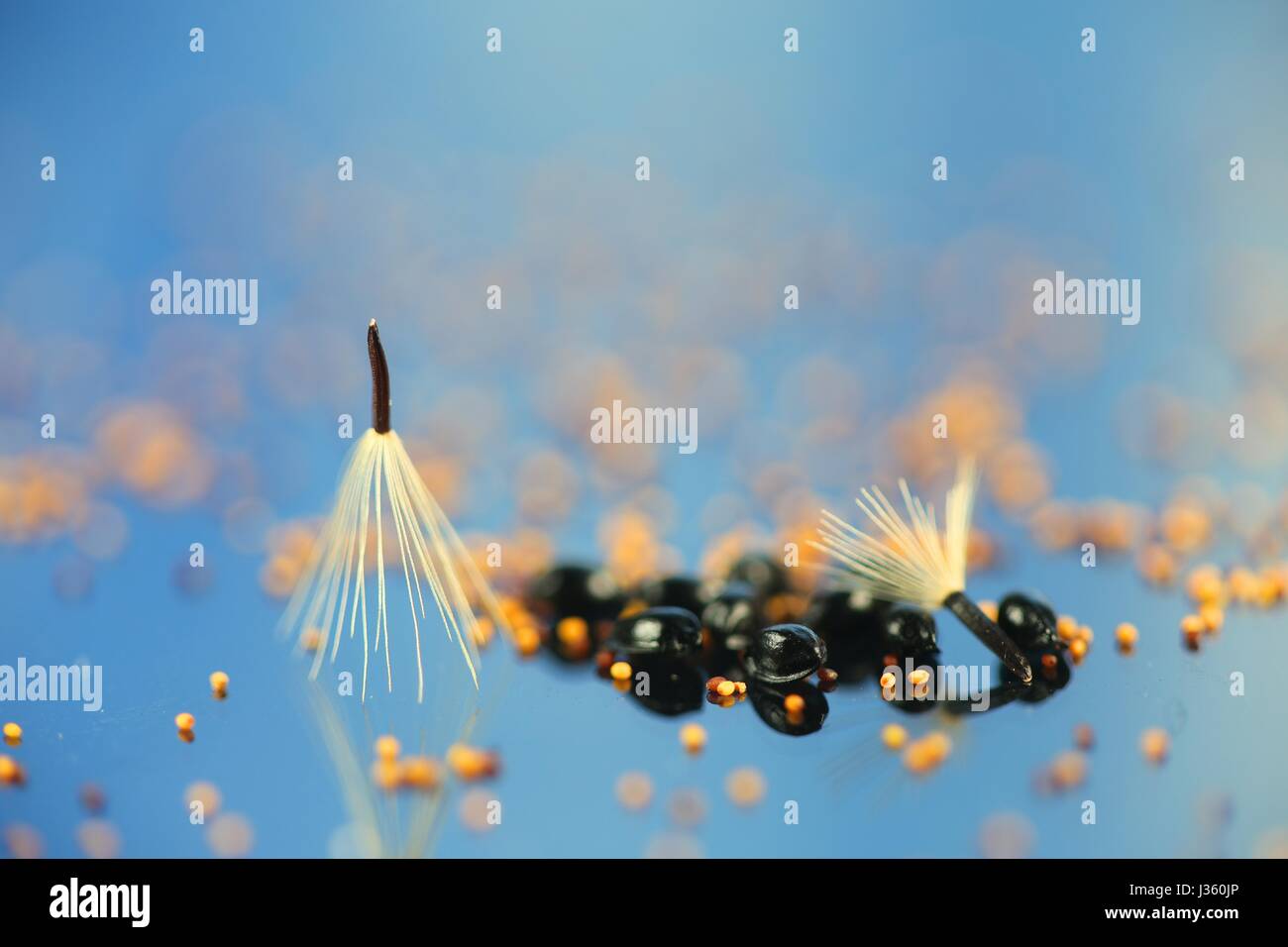 Semi di piante selvatiche, bianco sono comuni aquilegia alpina, nero sono Hawkweed settentrionale e piccole golden sono Toadrush Foto Stock