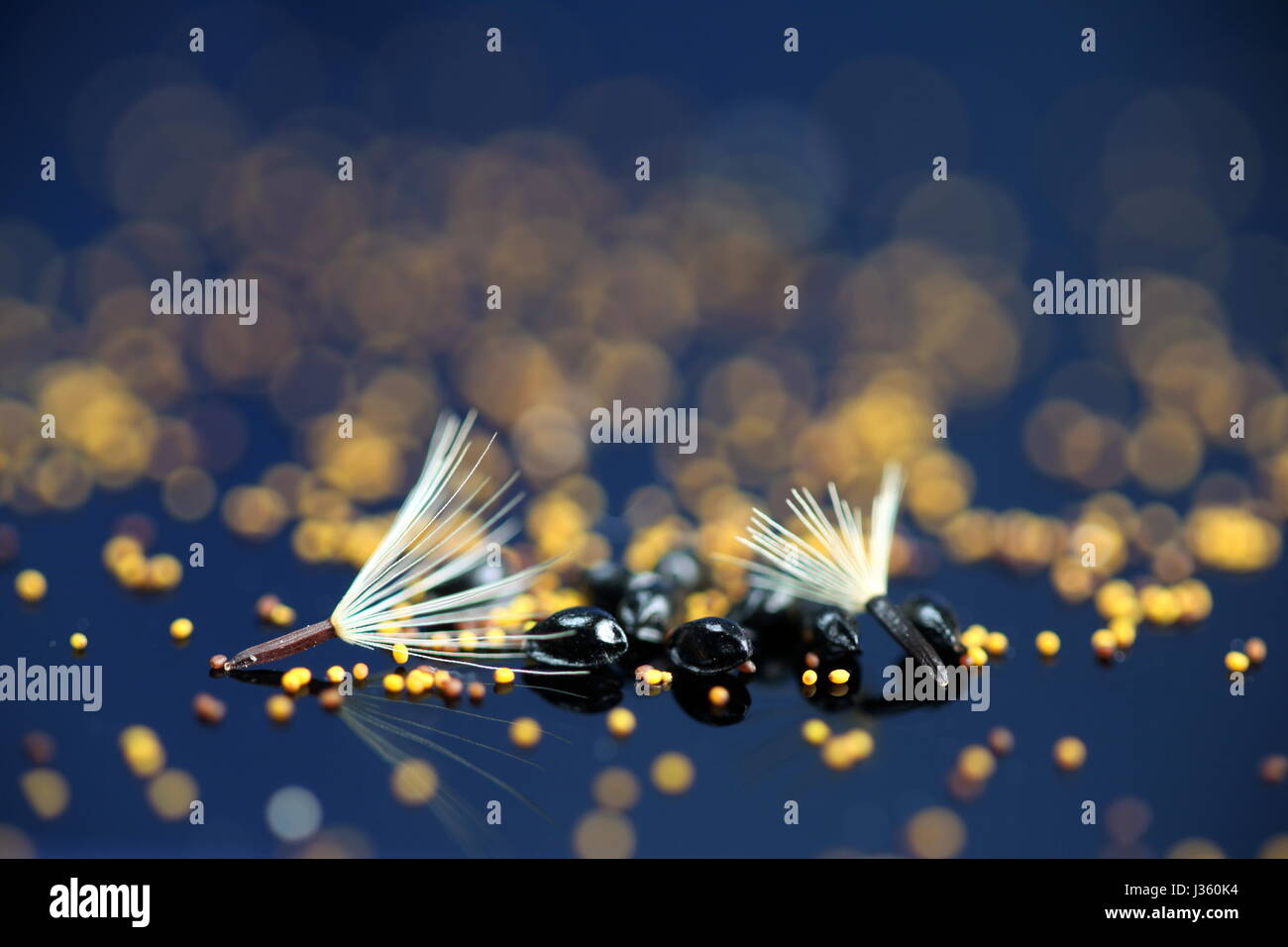 Semi di piante selvatiche, bianco sono comuni aquilegia alpina, nero sono Hawkweed settentrionale e piccole golden sono Toadrush Foto Stock