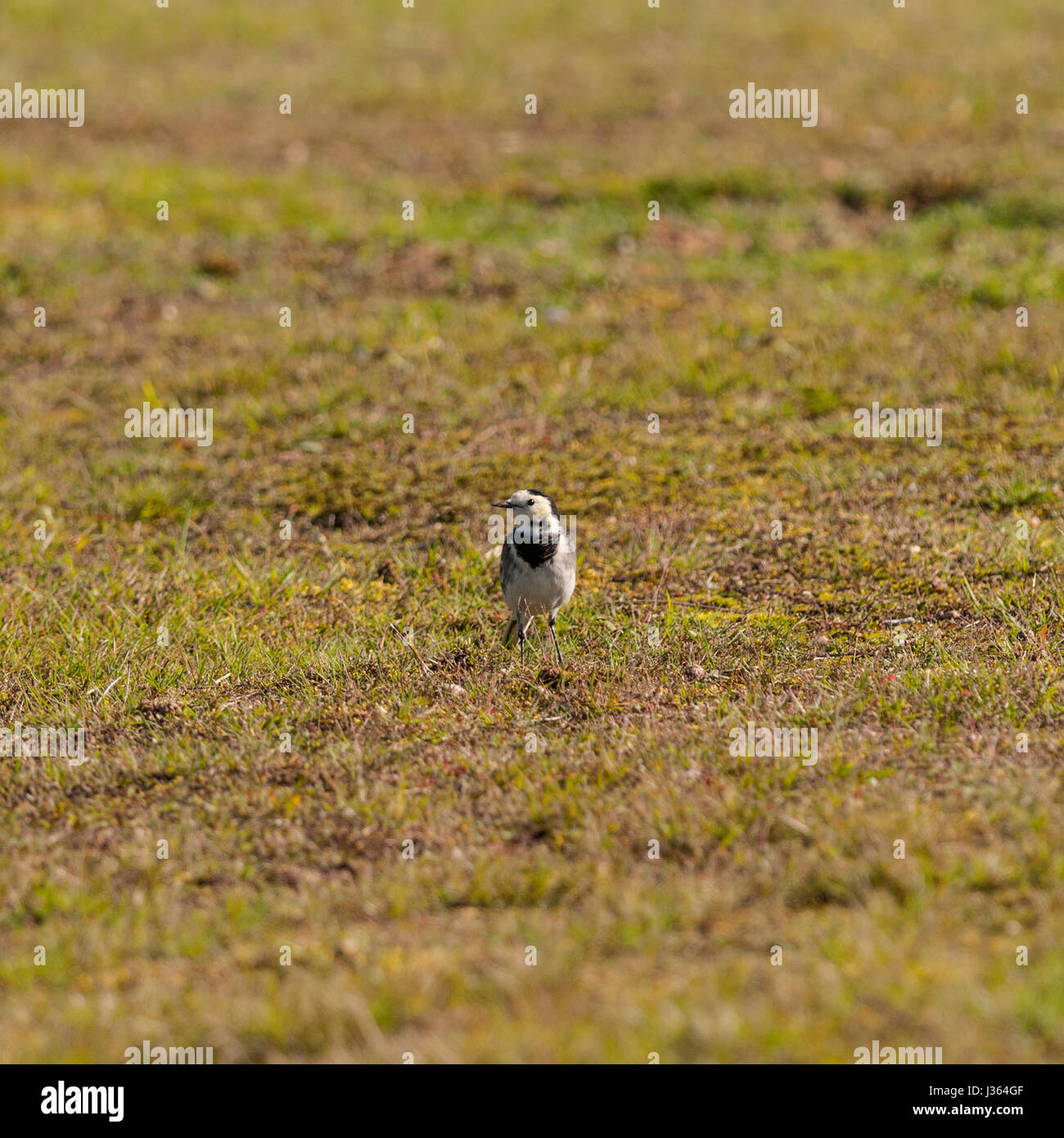 Un Pied wagtail (Motacilla alba) nel Regno Unito Foto Stock