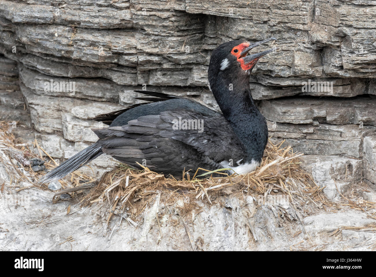 Shag Rock Foto Stock