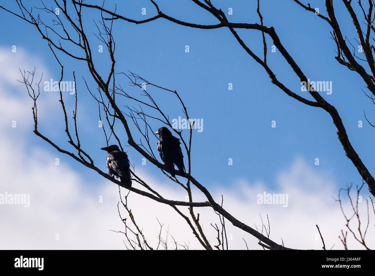 2 Rooks (Corvus frugilegus) in una struttura ad albero del regno unito Foto Stock