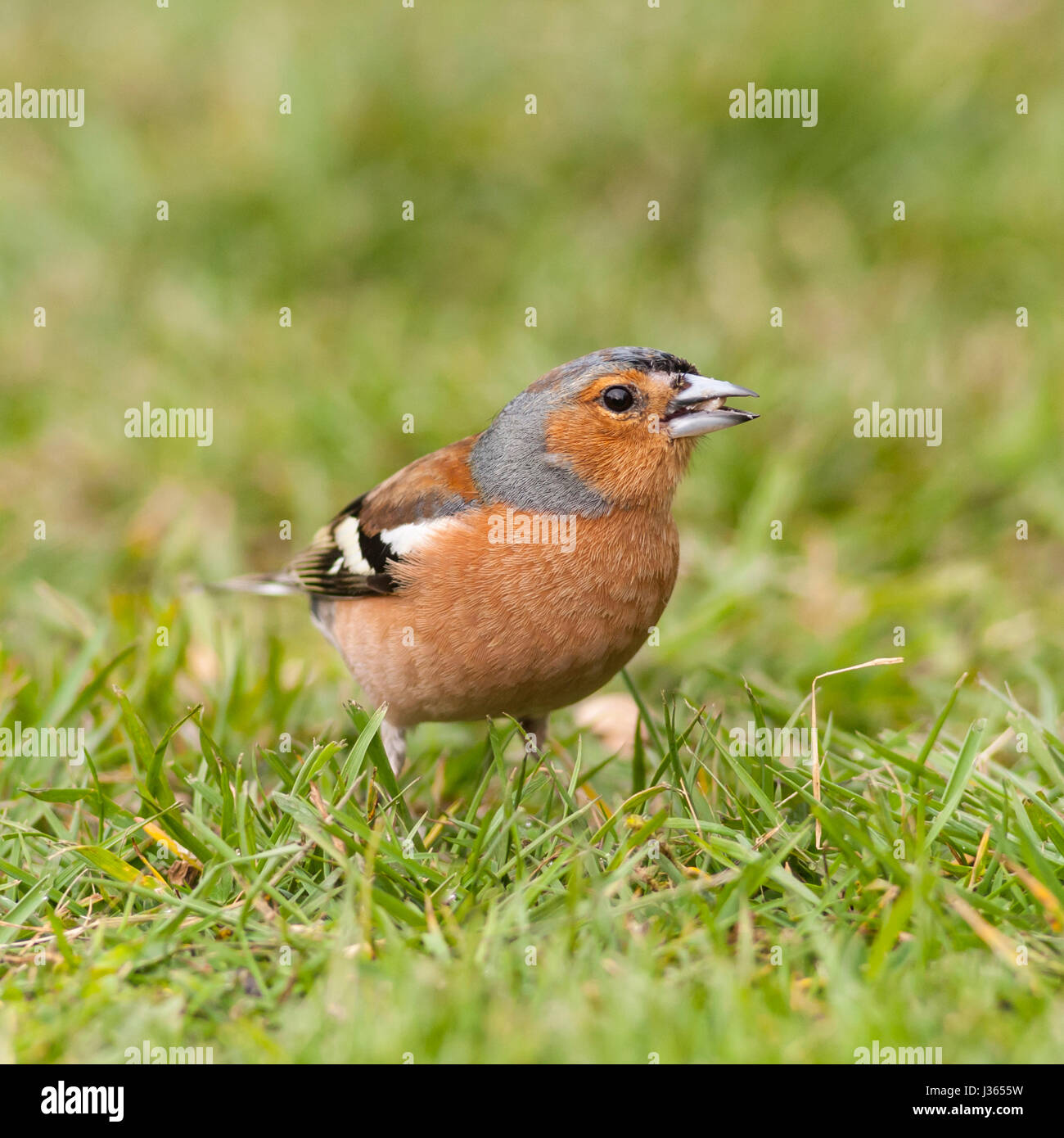Un maschio (fringuello Fringilla coelebs) nel Regno Unito Foto Stock