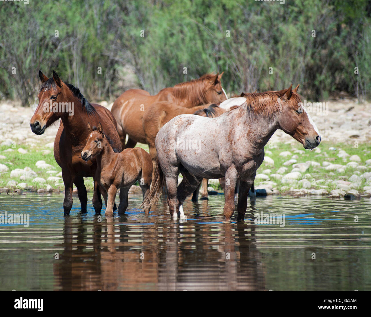 Il fiume sale di cavalli selvaggi in Arizona Foto Stock