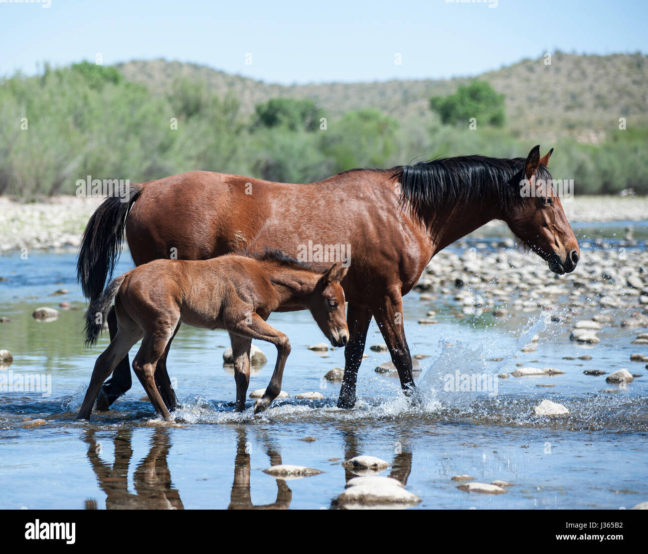 Il fiume sale di cavalli selvaggi in Arizona Foto Stock