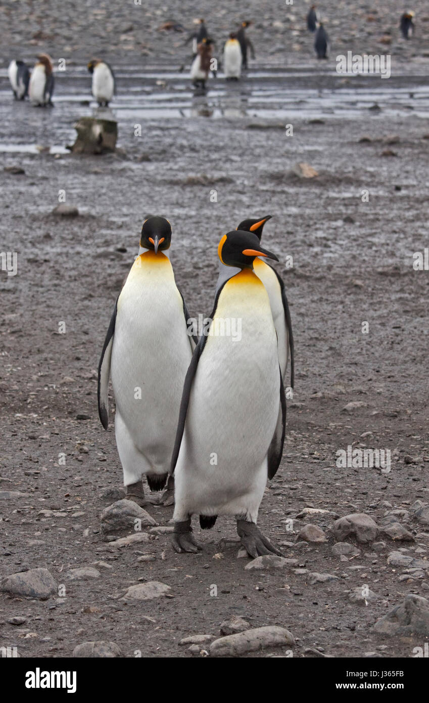 Re pinguini (aptenodytes patagonicus), Salisbury Plain, Georgia del Sud Foto Stock