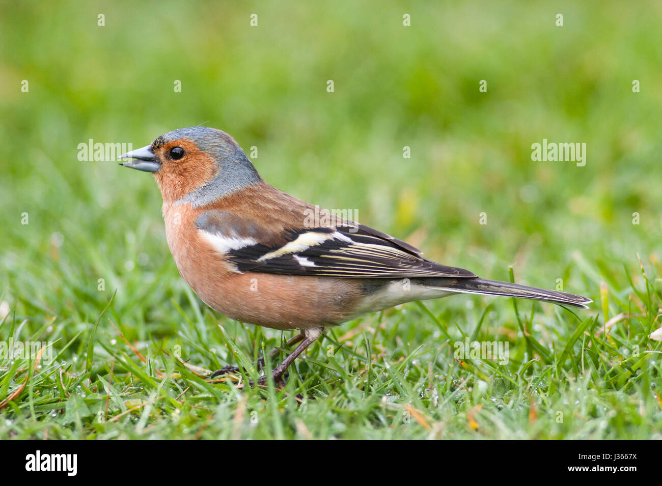 Un maschio (fringuello Fringilla coelebs) nel Regno Unito Foto Stock