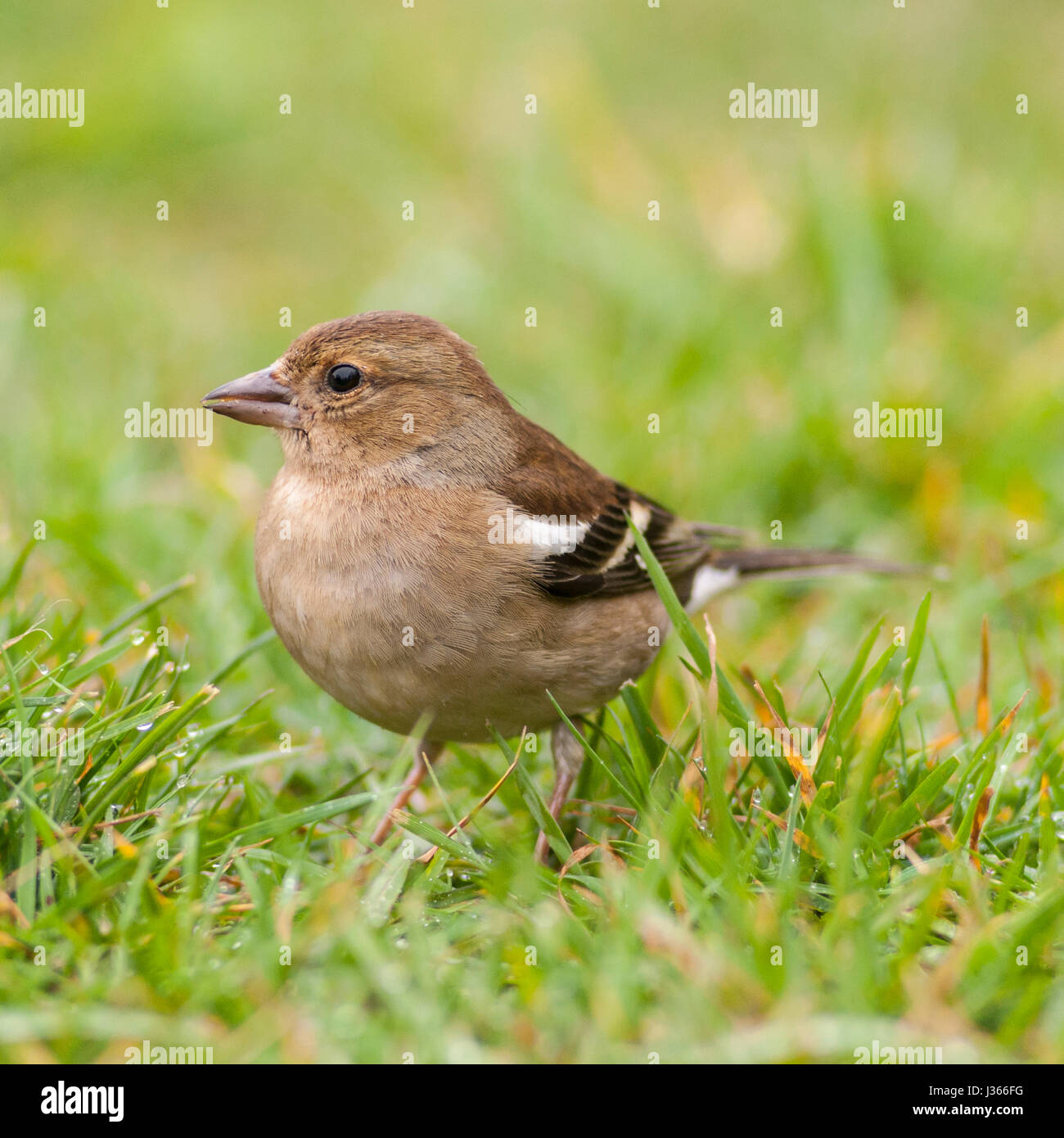 Una femmina (fringuello Fringilla coelebs) nel Regno Unito Foto Stock
