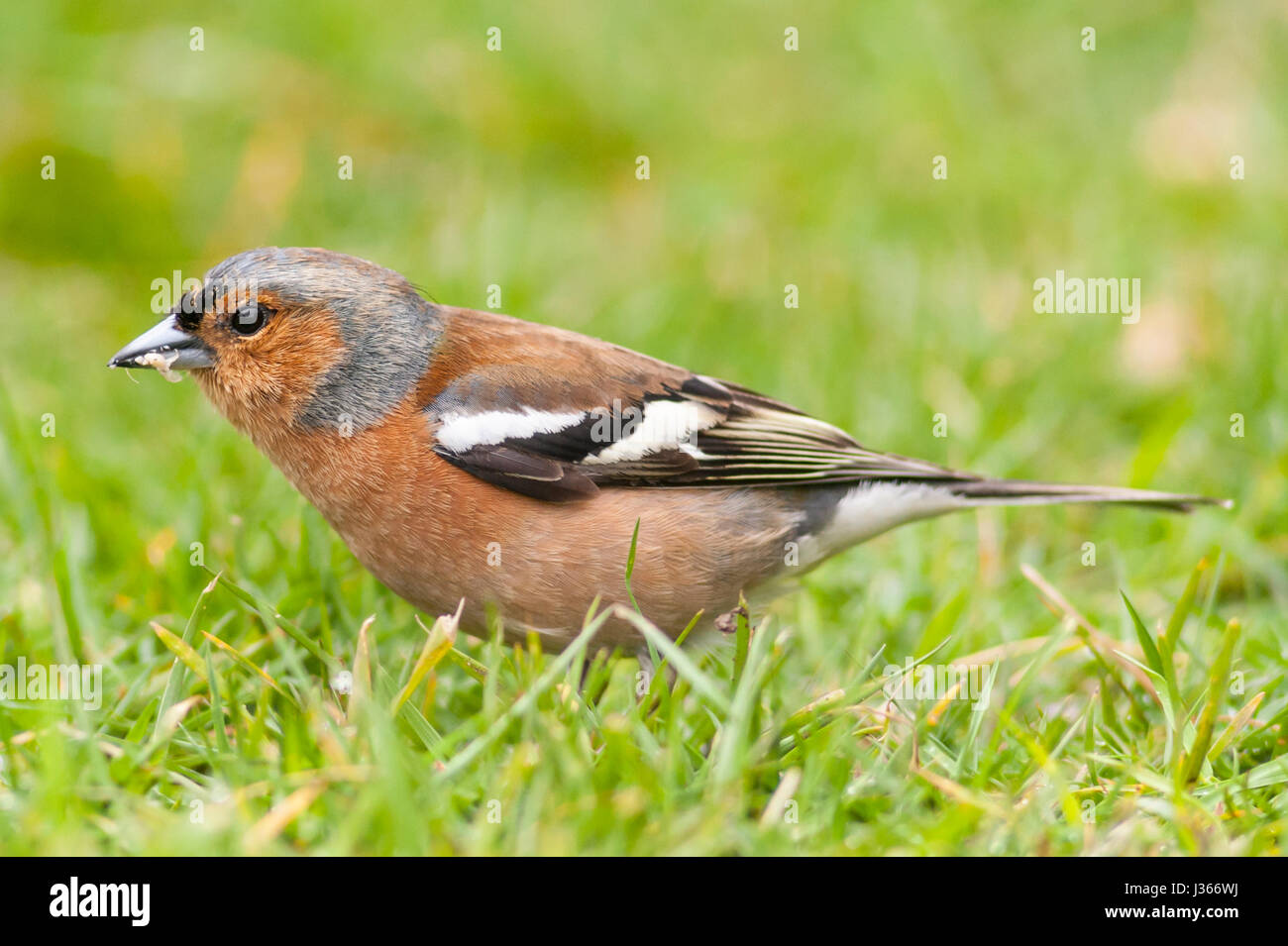 Un maschio (fringuello Fringilla coelebs) nel Regno Unito Foto Stock