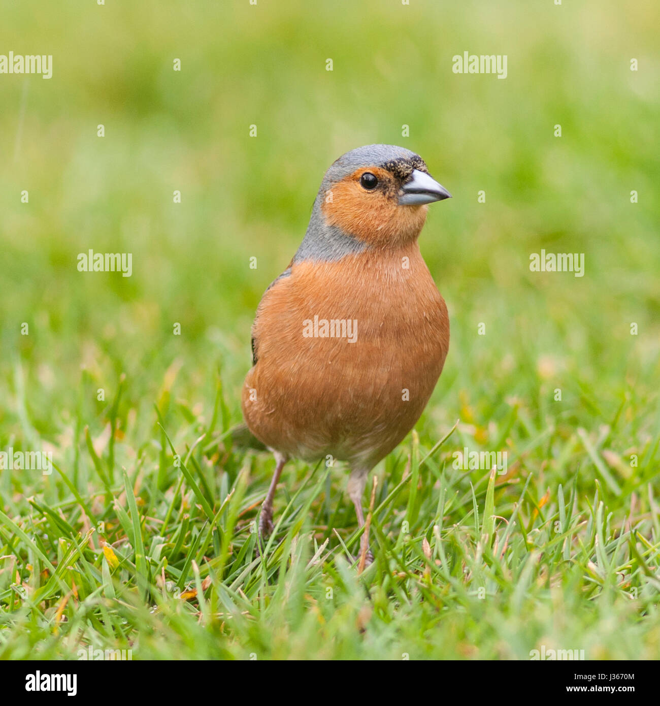 Un maschio (fringuello Fringilla coelebs) nel Regno Unito Foto Stock