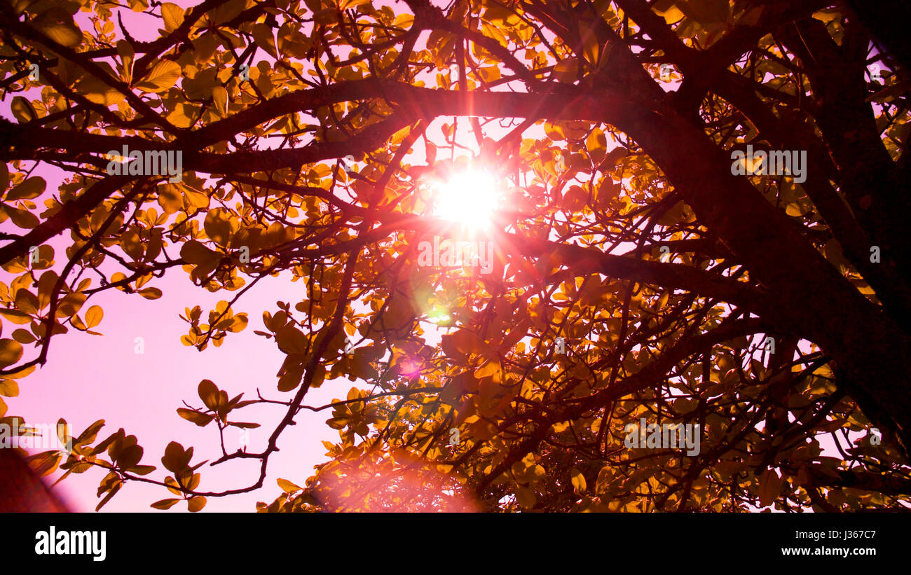 La molla nel bosco di luce naturale, di colore innaturale. Foto Stock