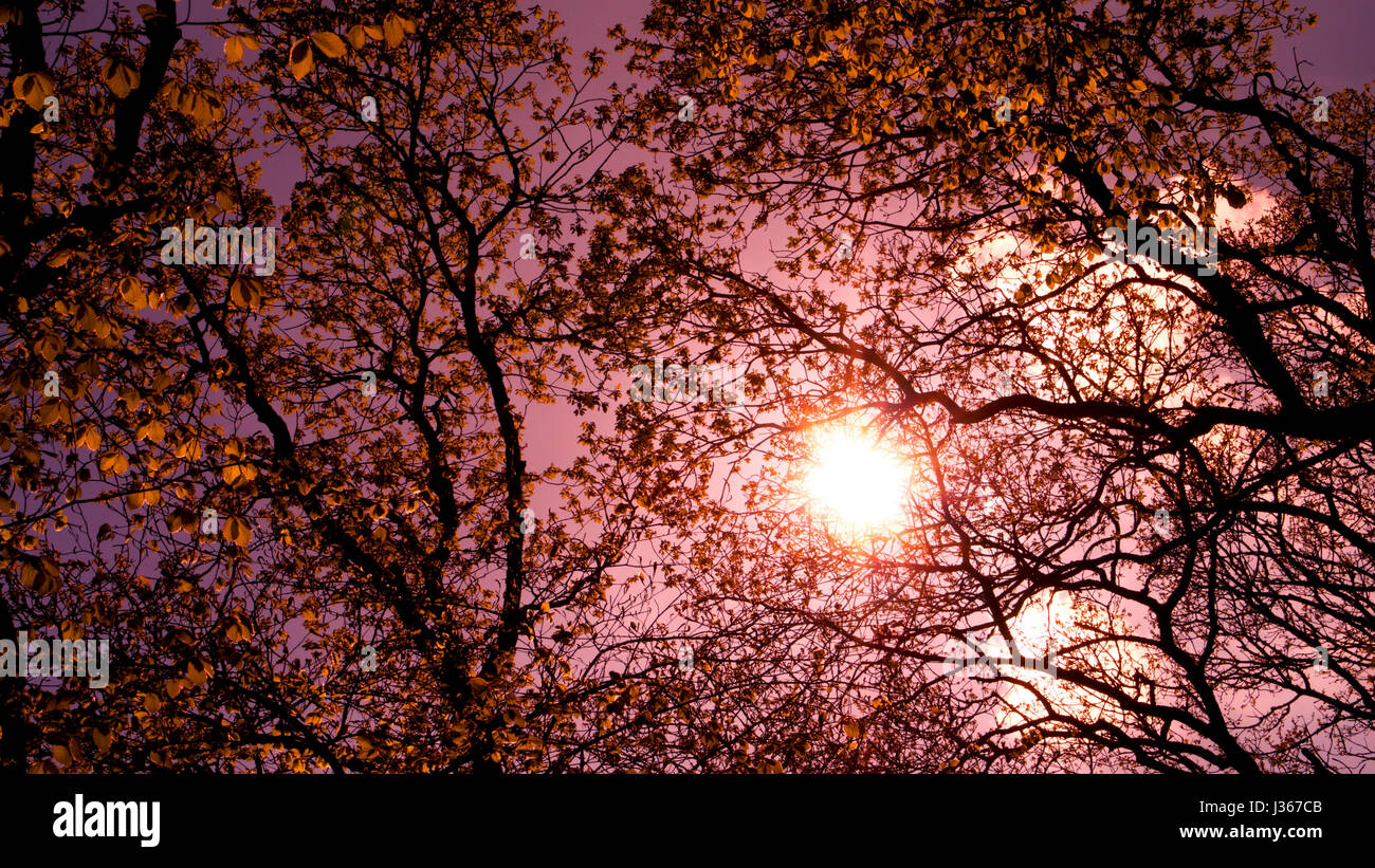 La molla nel bosco di luce naturale, di colore innaturale. Foto Stock