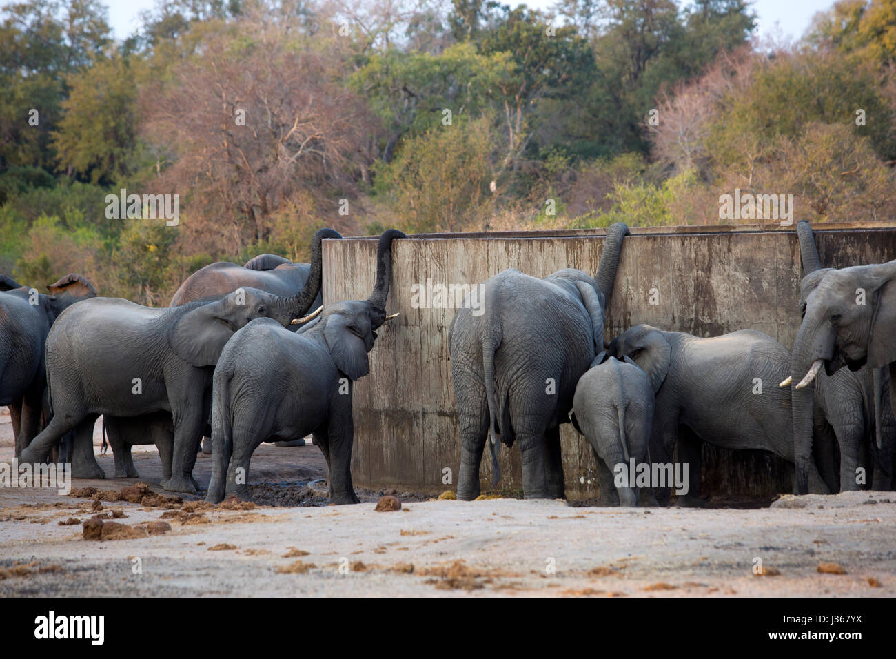 Gli elefanti di bere da un uomo fatto serbatoio acqua a Kruger National Park, Sud Africa Foto Stock