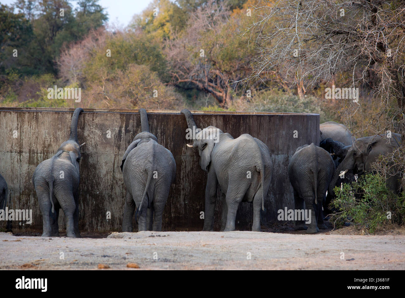 Gli elefanti di bere da un uomo fatto serbatoio acqua a Kruger National Park, Sud Africa Foto Stock