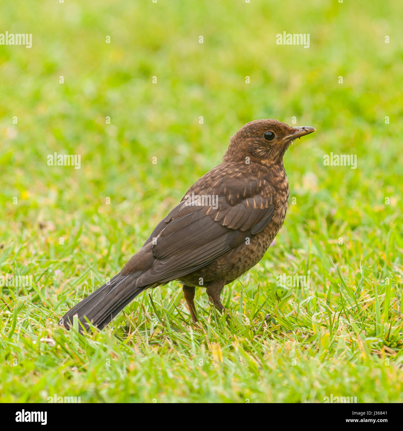 Una femmina di Merlo (Turdus merula) nel Regno Unito Foto Stock