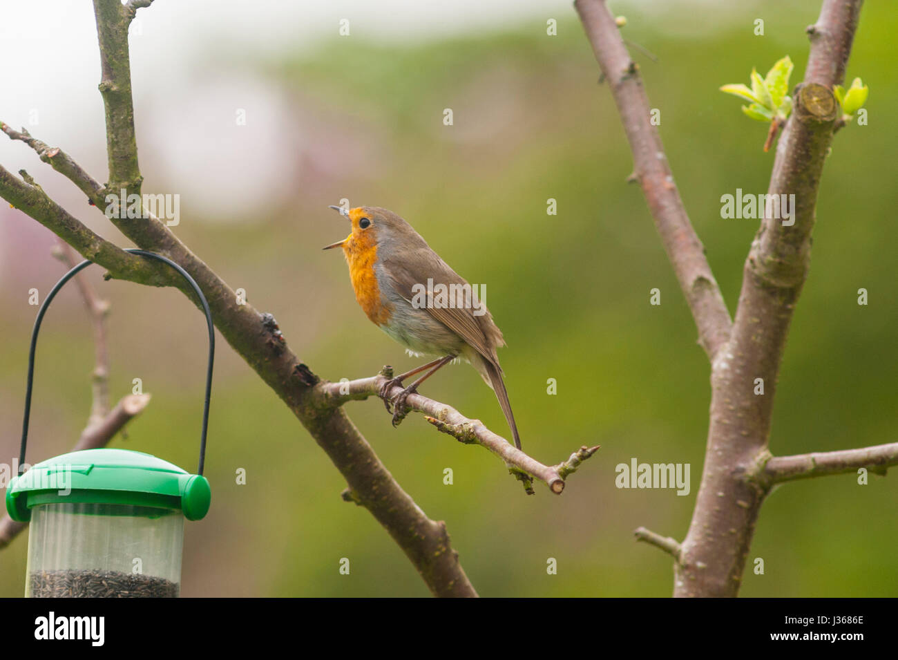 Un Robin cantando su un ramo (Erithacus rubecula) nel Regno Unito Foto Stock