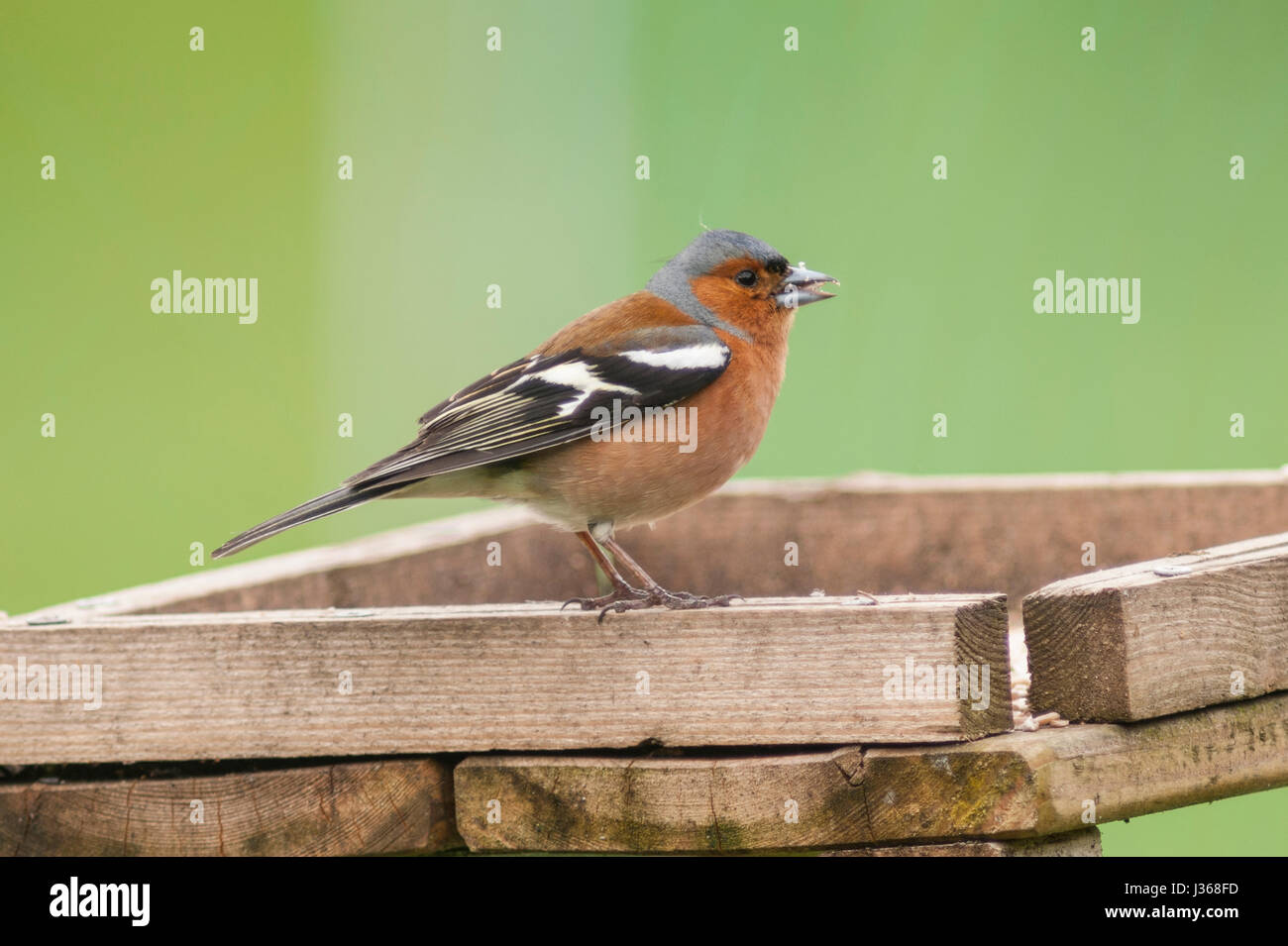 Un maschio (fringuello Fringilla coelebs) nel Regno Unito Foto Stock
