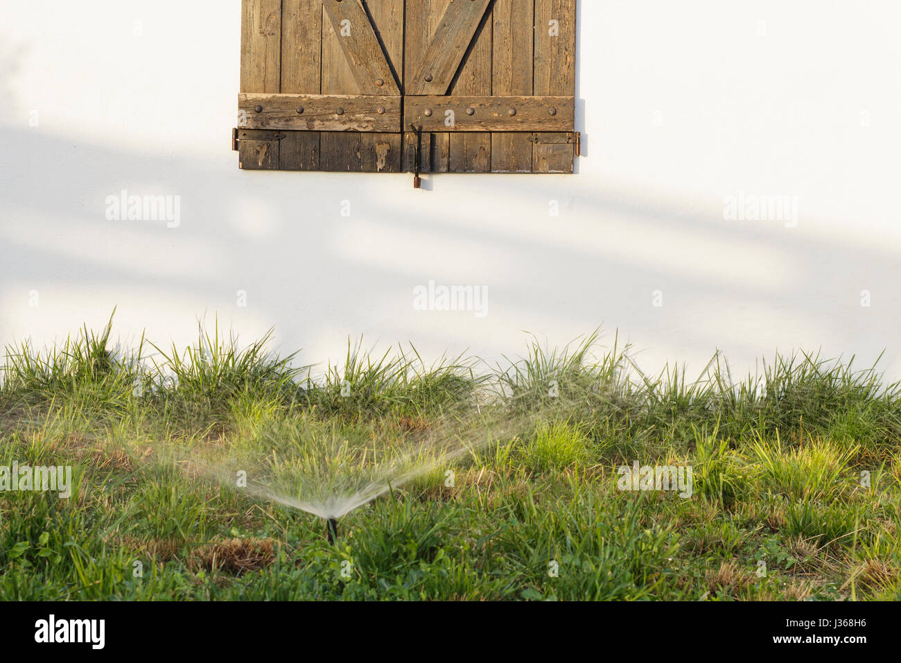 Legno rustico finestra su un muro bianco dietro irroratore di erba al tramonto Foto Stock