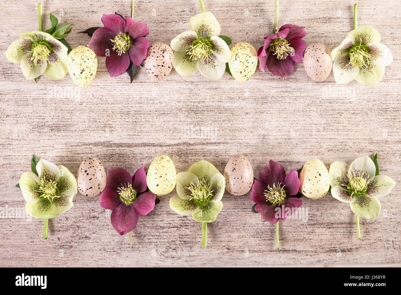 Retrò sfondo pasqua. Telaio con viola e bianco fiori di primavera di l'elleboro o rose quaresimale Foto Stock