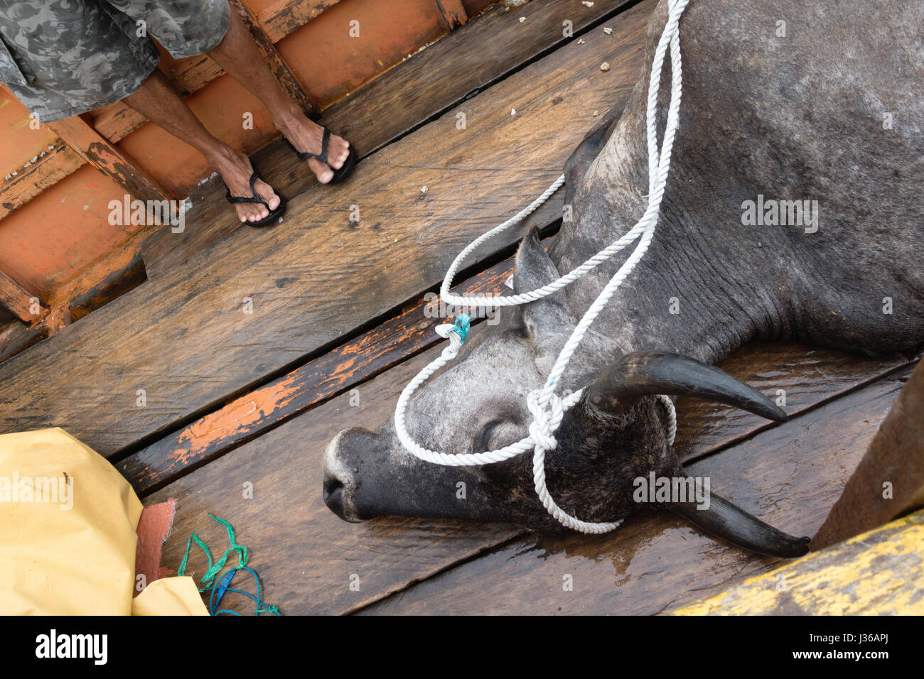 Isola Pandanan, Filippine - 30 Aprile 2017: Una precedentemente ferire e paralizzato la mucca è stata caricata su una barca Banka e consegnati al macello Foto Stock